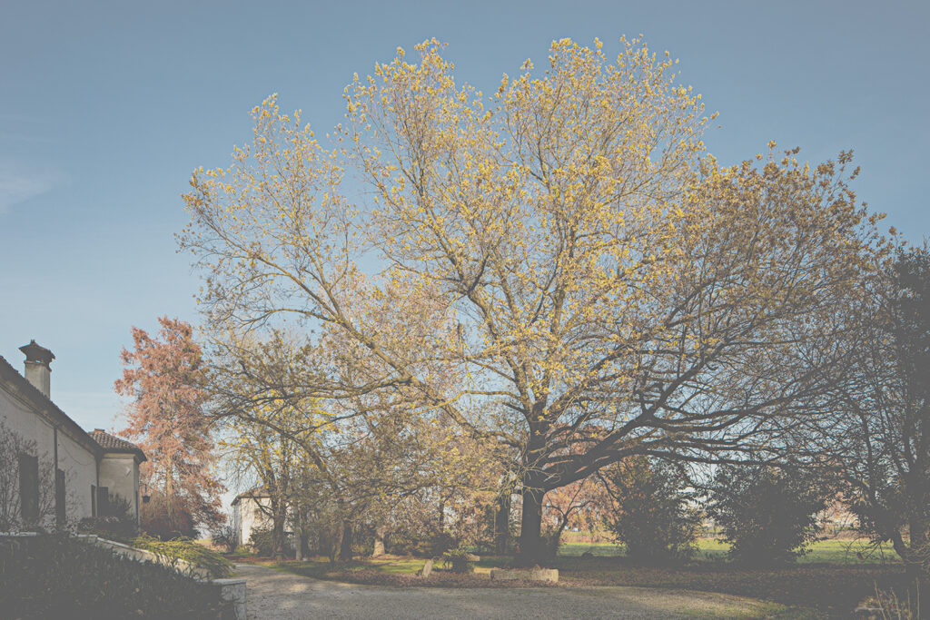 parco-1